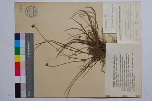 Anthemis tenuiloba DC. var. thasia Stoj. et Kitan. [ SOMXXXXX0012] (c) Institute of Biodiversity and Ecosystem Research, BAS — Vascular Plants and Mosses Collections (SOM)