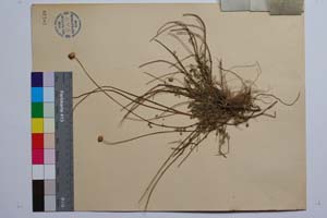 Anthemis tenuiloba DC. var. thasia Stoj. et Kitan. [ SOMXXXXX0012] (2) (c) Institute of Biodiversity and Ecosystem Research, BAS — Vascular Plants and Mosses Collections (SOM)