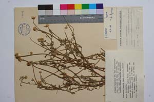 Anthemis tomentosa Urv. var. auriculoides Stoj. et Acht. in Stoj et. Kitan. [ SOMXXXXX0024] (c) Institute of Biodiversity and Ecosystem Research, BAS — Vascular Plants and Mosses Collections (SOM)