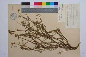 Anthemis tomentosa Urv. var. auriculoides Stoj. et Acht. in Stoj et. Kitan. [ SOMXXXXX0024] (2) (c) Institute of Biodiversity and Ecosystem Research, BAS — Vascular Plants and Mosses Collections (SOM)