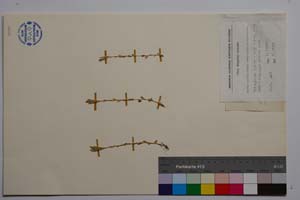 Arabis sudetica Tausch. var. pirinica Anchev [ SOMXXXXX0025] (c) Institute of Biodiversity and Ecosystem Research, BAS — Vascular Plants and Mosses Collections (SOM)