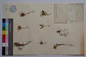 Arenaria pirinica Stoj. [ SOMXXXXX0026] (c) Institute of Biodiversity and Ecosystem Research, BAS — Vascular Plants and Mosses Collections (SOM)