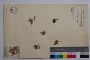 Arenaria pirinica Stoj. [ SOMXXXXX0027] (c) Institute of Biodiversity and Ecosystem Research, BAS — Vascular Plants and Mosses Collections (SOM)