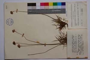 Armeria rumelica Boiss. f. isophylla Stoj. & Jord. [ SOMXXXXX0011] (c) Institute of Biodiversity and Ecosystem Research, BAS — Vascular Plants and Mosses Collections (SOM)