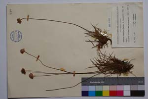Armeria rumelica Boiss. f. isophylla Stoj. & Jord. [ SOMXXXXX0011] (2) (c) Institute of Biodiversity and Ecosystem Research, BAS — Vascular Plants and Mosses Collections (SOM)