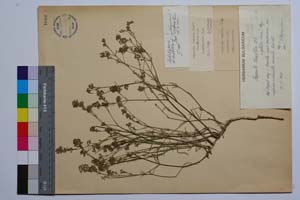 Asperula longiflora var. glabra Koch. [ SOMXXXXX0028] (c) Institute of Biodiversity and Ecosystem Research, BAS — Vascular Plants and Mosses Collections (SOM)