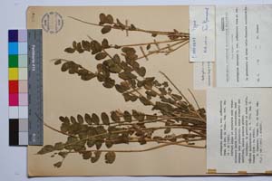 Astragalus excapus L. var. puskarovii Urum. et Jav. [ SOMXXXXX0030] (c) Institute of Biodiversity and Ecosystem Research, BAS — Vascular Plants and Mosses Collections (SOM)