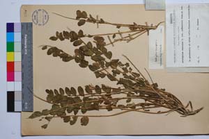 Astragalus excapus L. var. puskarovii Urum. et Jav. [ SOMXXXXX0030] (2) (c) Institute of Biodiversity and Ecosystem Research, BAS — Vascular Plants and Mosses Collections (SOM)
