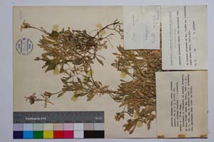 Aubrieta columnae Guss. ssp. pirinica Assenov [ SOMXXXXX0034] (c) Institute of Biodiversity and Ecosystem Research, BAS — Vascular Plants and Mosses Collections (SOM)
