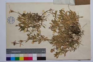Aubrieta columnae Guss. ssp. pirinica Assenov [ SOMXXXXX0034] (2) (c) Institute of Biodiversity and Ecosystem Research, BAS — Vascular Plants and Mosses Collections (SOM)