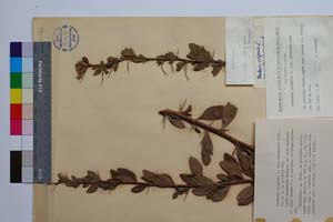 Berberis vulgaris L. var. achtarovi Mark. [ SOMXXXXX0035] (c) Institute of Biodiversity and Ecosystem Research, BAS — Vascular Plants and Mosses Collections (SOM)