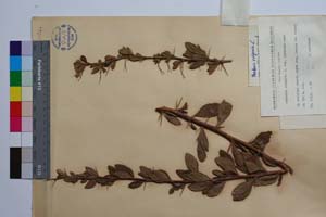 Berberis vulgaris L. var. achtarovi Mark. [ SOMXXXXX0035] (2) (c) Institute of Biodiversity and Ecosystem Research, BAS — Vascular Plants and Mosses Collections (SOM)