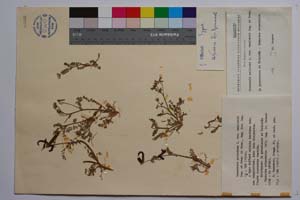 Biserrula pelicinus L. var. vasilevii Deg. et Urum. [ SOMXXXXX0036] (c) Institute of Biodiversity and Ecosystem Research, BAS — Vascular Plants and Mosses Collections (SOM)