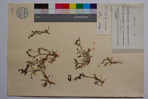 Biserrula pelicinus L. var. vasilevii Deg. et Urum. [ SOMXXXXX0036] (2) (c) Institute of Biodiversity and Ecosystem Research, BAS — Vascular Plants and Mosses Collections (SOM)
