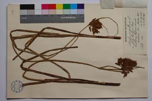 Bolboschoenus maritimus (L.) Palla. var. polystachys Koz. et Kuzm. [ SOMXXXXX0037] (2) (c) Institute of Biodiversity and Ecosystem Research, BAS — Vascular Plants and Mosses Collections (SOM)