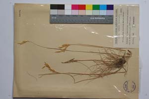 Brachypodium albanicum Acht. et Kitan. [ SOMXXXXX0038] (c) Institute of Biodiversity and Ecosystem Research, BAS — Vascular Plants and Mosses Collections (SOM)