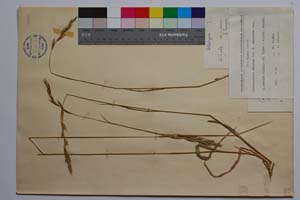 Brachypodium pinnatum P. B. f. denudatum Dav. [ SOMXXXXX0039] (c) Institute of Biodiversity and Ecosystem Research, BAS — Vascular Plants and Mosses Collections (SOM)