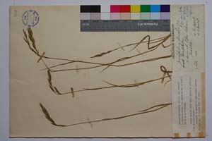 Brachypodium pinnatum (L.) P. B. var pinnatum f. davidovii Kitan (var. denudatum Dav. in herb.) [ SOMXXXXX0040] (c) Institute of Biodiversity and Ecosystem Research, BAS — Vascular Plants and Mosses Collections (SOM)
