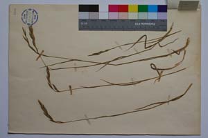 Brachypodium pinnatum (L.) P. B. var pinnatum f. davidovii Kitan (var. denudatum Dav. in herb.) [ SOMXXXXX0040] (2) (c) Institute of Biodiversity and Ecosystem Research, BAS — Vascular Plants and Mosses Collections (SOM)