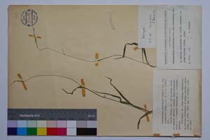 Brachypodium silvaticum (Huds.) P. B. var. balcanicum Kitan. [ SOMXXXXX0041] (c) Institute of Biodiversity and Ecosystem Research, BAS — Vascular Plants and Mosses Collections (SOM)