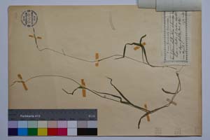 Brachypodium silvaticum (Huds.) P. B. var. balcanicum Kitan. [ SOMXXXXX0041] (2) (c) Institute of Biodiversity and Ecosystem Research, BAS — Vascular Plants and Mosses Collections (SOM)