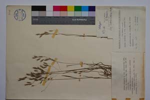 Bromus arvensis L. var. intermedius Koz., Kuzm. et Stoeva [ SOMXXXXX0042] (c) Institute of Biodiversity and Ecosystem Research, BAS — Vascular Plants and Mosses Collections (SOM)