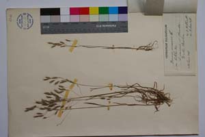 Bromus arvensis L. var. intermedius Koz., Kuzm. et Stoeva [ SOMXXXXX0042] (2) (c) Institute of Biodiversity and Ecosystem Research, BAS — Vascular Plants and Mosses Collections (SOM)