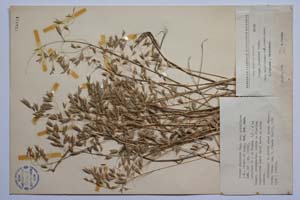 Bromus japonicus Thub. var. multiflorus Koz., Stoeva et Kuzm. [ SOMXXXXX0043] (c) Institute of Biodiversity and Ecosystem Research, BAS — Vascular Plants and Mosses Collections (SOM)