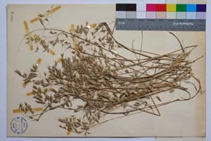 Bromus japonicus Thub. var. multiflorus Koz., Stoeva et Kuzm. [ SOMXXXXX0043] (2) (c) Institute of Biodiversity and Ecosystem Research, BAS — Vascular Plants and Mosses Collections (SOM)