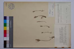 Bromus scoparius L. var. psilostachys Hal. f. pauciflora Koz., Kuzm. et Stoeva [ SOMXXXXX0044] (c) Institute of Biodiversity and Ecosystem Research, BAS — Vascular Plants and Mosses Collections (SOM)