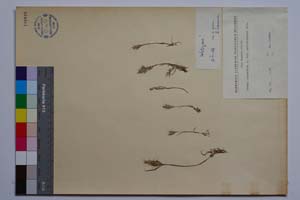 Bromus scoparius L. var. psilostachys Hal. f. pauciflora Koz., Kuzm. et Stoeva [ SOMXXXXX0044] (2) (c) Institute of Biodiversity and Ecosystem Research, BAS — Vascular Plants and Mosses Collections (SOM)