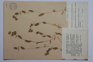 Bupleurum protractum Link. et Hoffm. var. turcicum Dav. [ SOMXXXXX0045] (c) Institute of Biodiversity and Ecosystem Research, BAS — Vascular Plants and Mosses Collections (SOM)