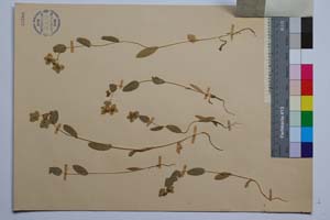 Bupleurum protractum Link. et Hoffm. var. turcicum Dav. [ SOMXXXXX0045] (2) (c) Institute of Biodiversity and Ecosystem Research, BAS — Vascular Plants and Mosses Collections (SOM)