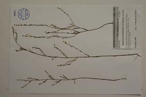 Bupleurum uechtritzianum Stoyanov [ SOMXXXXX0046] (c) Institute of Biodiversity and Ecosystem Research, BAS — Vascular Plants and Mosses Collections (SOM)