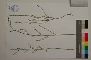 Bupleurum uechtritzianum Stoyanov [ SOMXXXXX0046] (2) (c) Institute of Biodiversity and Ecosystem Research, BAS — Vascular Plants and Mosses Collections (SOM)