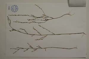 Bupleurum uechtritzianum Stoyanov [ SOMXXXXX0046] (3) (c) Institute of Biodiversity and Ecosystem Research, BAS — Vascular Plants and Mosses Collections (SOM)