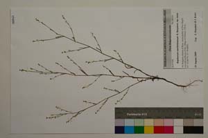 Bupleurum uechtritzianum Stoyanov [ SOMXXXXX0047] (c) Institute of Biodiversity and Ecosystem Research, BAS — Vascular Plants and Mosses Collections (SOM)