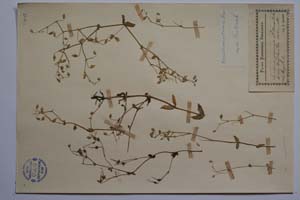 Cerastium petricola Pancic [ SOMXXXXX0048] (c) Institute of Biodiversity and Ecosystem Research, BAS — Vascular Plants and Mosses Collections (SOM)