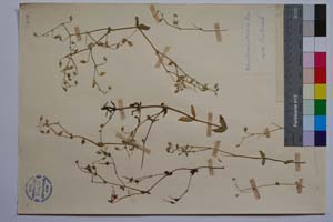 Cerastium petricola Pancic [ SOMXXXXX0048] (2) (c) Institute of Biodiversity and Ecosystem Research, BAS — Vascular Plants and Mosses Collections (SOM)