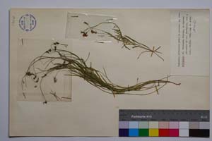 Campanula jordanovii Anchev & Kovanda [ SOMXXXXX0050] (c) Institute of Biodiversity and Ecosystem Research, BAS — Vascular Plants and Mosses Collections (SOM)