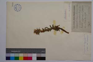 Campanula transsilvanica Schur. ssp. davidovii Urum. & Jav. [ SOMXXXXX0049] (c) Institute of Biodiversity and Ecosystem Research, BAS — Vascular Plants and Mosses Collections (SOM)
