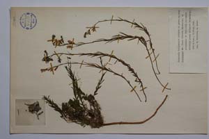 Campanula trojanensis Kovanda & Anchev [ SOMXXXXX0051] (c) Institute of Biodiversity and Ecosystem Research, BAS — Vascular Plants and Mosses Collections (SOM)