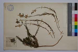 Campanula trojanensis Kovanda & Anchev [ SOMXXXXX0051] (2) (c) Institute of Biodiversity and Ecosystem Research, BAS — Vascular Plants and Mosses Collections (SOM)
