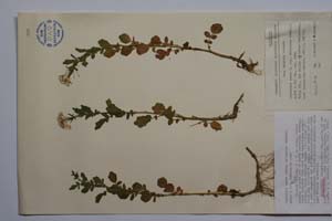 Cardamine amara L. ssp. balcanica Marhold, Anchev & Kitan. [ SOMXXXXX0053] (c) Institute of Biodiversity and Ecosystem Research, BAS — Vascular Plants and Mosses Collections (SOM)