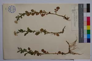 Cardamine amara L. ssp. balcanica Marhold, Anchev & Kitan. [ SOMXXXXX0053] (2) (c) Institute of Biodiversity and Ecosystem Research, BAS — Vascular Plants and Mosses Collections (SOM)