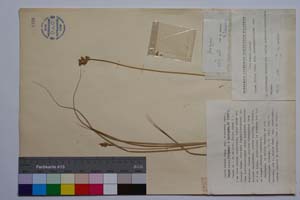Carex divisa Huds. var. davidovii Acht. [ SOMXXXXX0054] (c) Institute of Biodiversity and Ecosystem Research, BAS — Vascular Plants and Mosses Collections (SOM)