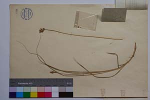 Carex divisa Huds. var. davidovii Acht. [ SOMXXXXX0054] (2) (c) Institute of Biodiversity and Ecosystem Research, BAS — Vascular Plants and Mosses Collections (SOM)