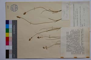 Carex divisa Huds. var. euxina Acht. [ SOMXXXXX0055] (c) Institute of Biodiversity and Ecosystem Research, BAS — Vascular Plants and Mosses Collections (SOM)