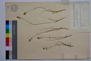 Carex divisa Huds. var. euxina Acht. [ SOMXXXXX0055] (2) (c) Institute of Biodiversity and Ecosystem Research, BAS — Vascular Plants and Mosses Collections (SOM)