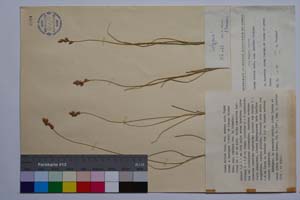 Carex divisa Huds. var. euxina Acht. [ SOMXXXXX0056] (c) Institute of Biodiversity and Ecosystem Research, BAS — Vascular Plants and Mosses Collections (SOM)